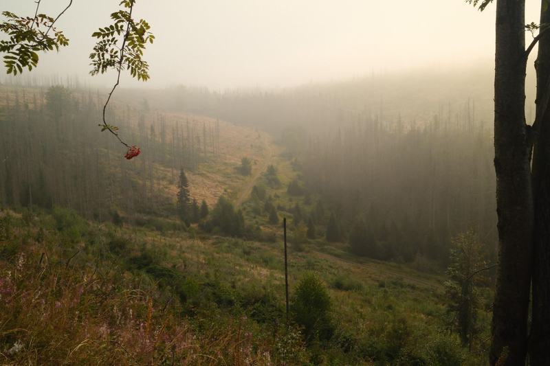Nebel über den bewaldeten Hängen des Oberharzes